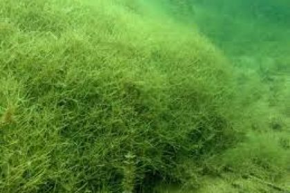 Aquatic Invasive Species Starry Stonewort