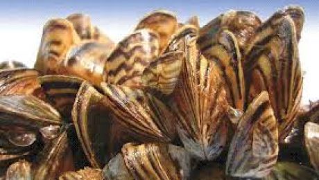Invasive Zebra Mussels