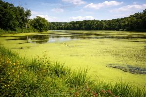 Blue-green algae