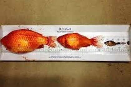 Don't Release Pet Goldfish