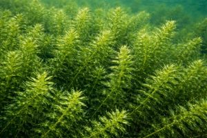 Native to Africa and believed to have been introduced to American waters from the aquarium trade in the 1960’s, hydrilla has quickly spread across the southern U.S. from Connecticut to California.
