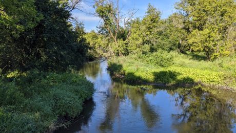 Natural Shoreline Along River
