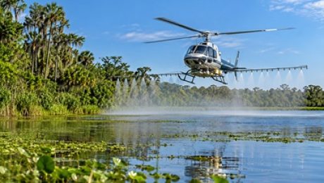 A helicopter sprays aquatic herbicides over a Florida lake to control excessive aquatic vegetation and help manage invasive plant growth.