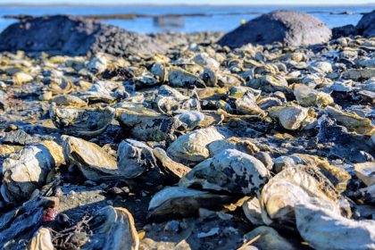 Oysters for the picking on a cape cod beach in Massachusetts