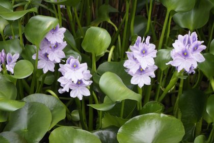 Free-floating aquatic plant, water hyacinth.
