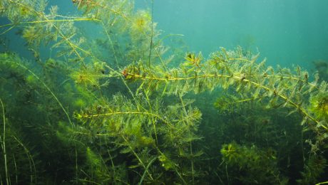 Aquatic Invasive eurasian watermilfoil, is an aquatic plant that forms dense mats of vegetation on the water’s surface.
