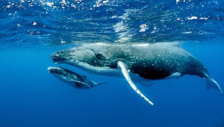 Whales Mother and baby whale