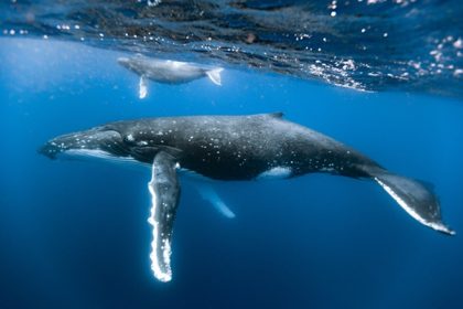 Mother and baby whale