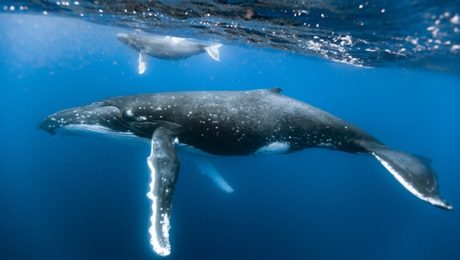 Mother and baby whale