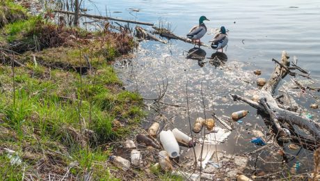 Garbage Along the Shoreline Garbage along the shoreline of the lake in Branch Brook Park in Newark New Jersey.