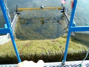 Harvesting Milfoil