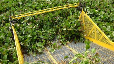 Cutting and collecting water hyacinth