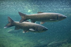 Triploid grass carp can eliminate many types of aquatic vegetation, but can also be a nuisance as they consume beneficial vegetation as well.
