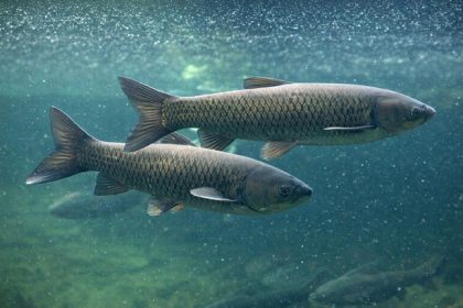 Triploid grass carp can eliminate many types of aquatic vegetation, but can also be a nuisance as they consume beneficial vegetation as well.
