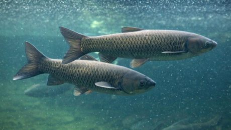 Triploid grass carp can eliminate many types of aquatic vegetation, but can also be a nuisance as they consume beneficial vegetation as well.