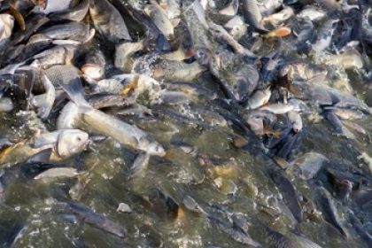 Lots of carp in the water.