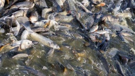 Lots of carp in the water.