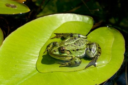 A green frog rests on a lily pad, illustrating how aquatic vegetation provides essential habitat, shelter, and resting places for amphibians and other aquatic wildlife.
