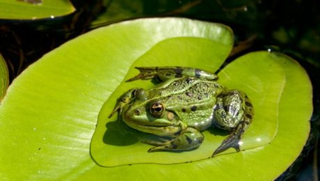 frog on water lily leaf A green frog rests on a lily pad, illustrating how aquatic vegetation provides essential habitat, shelter, and resting places for amphibians and other aquatic wildlife.