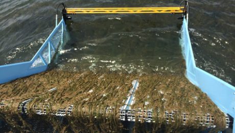 Mats of aquatic vegetation coming on board the Weed Harvester.