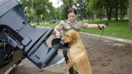 Conservation dogs detect invasive species both in water and on land.