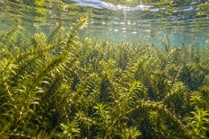 Dense stands of aquatic Elodea grow beneath the water’s surface, forming thick submerged vegetation in freshwater lakes and waterways.