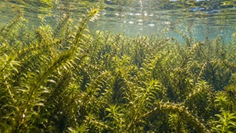 Dense stands of aquatic Elodea grow beneath the water’s surface, forming thick submerged vegetation in freshwater lakes and waterways.