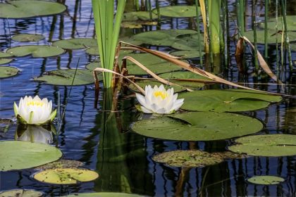 Native Aquatic Plants