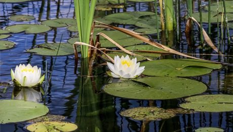 Native Aquatic Plants