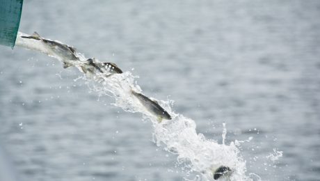 Young salmon fly through the air, released from stock tanks into Lake Champlain.