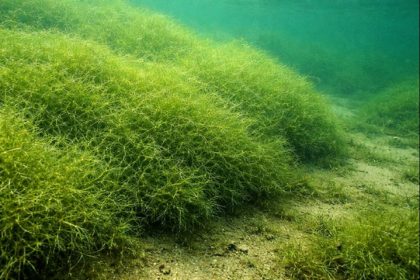 Dense mat of the invasive aquatic macroalgae known as starry stonewort