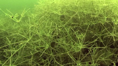 Harvesting and algaecide reduce Starry Stonewort biomass.