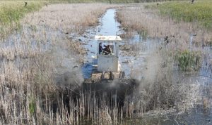 Aquatic Vegetation Shredder plowing through cattails.
