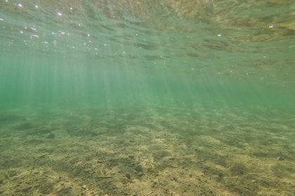 Lakebed nearly devoid of aquatic plants illustrates the absence of underwater vegetation, which provides important habitat, shelter, and food sources for aquatic life.