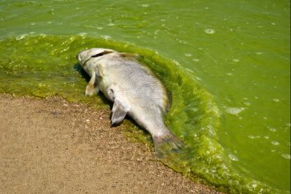 Toxic algae blooms pose a risk to humans and wildlife.