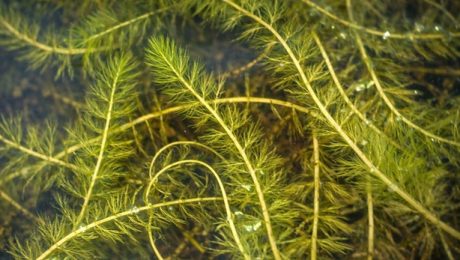 Invasive milfoil competes with and can displace native aquatic plants.