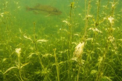 Macrophytes – the rooted aquatic plants