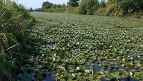 Aquatic Weeds Clogging Irrigation Canal