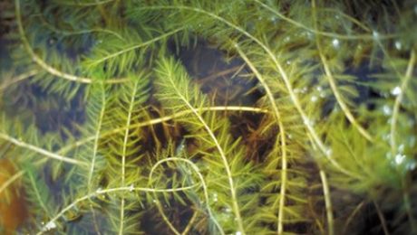 Invasive milfoil competes with and can displace native aquatic plants.