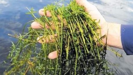 Hydrilla is an invasive in the United States following release in the 1950s and 1960s from aquariums into waterways in Florida.