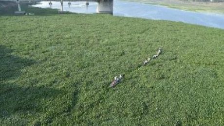 Hydrilla and water hyacinth create problems at pumping stations.