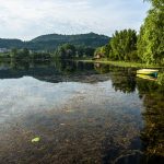Aquatic vegetation growing on surface water.