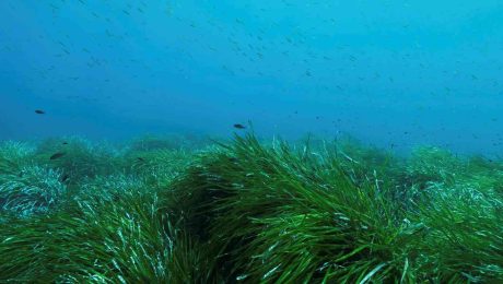 Underwater grasses improve water quality and provide fish habitat.