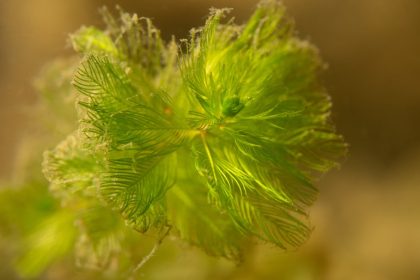 Invasive water-milfoil