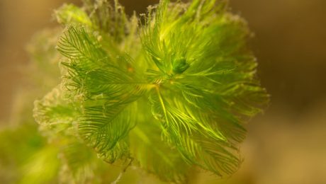 Invasive water-milfoil