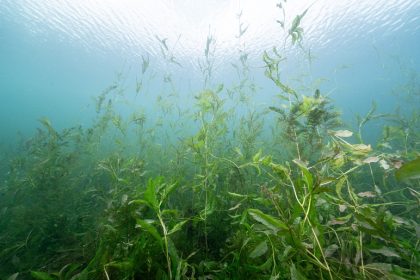 A healthy aquatic plant community supports a balanced lake ecosystem by providing oxygen, improving water quality, stabilizing sediments, and offering essential habitat and shelter for fish and other aquatic life.