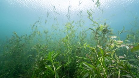 Underwater freshwater lake habitat with aquatic plants and sun rays A healthy aquatic plant community supports a balanced lake ecosystem by providing oxygen, improving water quality, stabilizing sediments, and offering essential habitat and shelter for fish and other aquatic life.