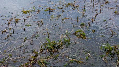 Hydrilla filled water on lakeshore Hydrilla mats on water surface