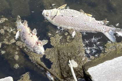 Dead fish floating on the water's surface