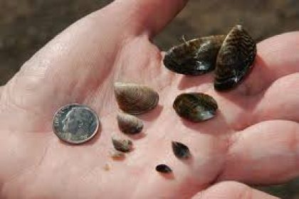 Quagga Mussels Handful of quagga mussels that are smaller than a dime.
